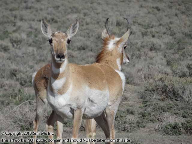 A couple deer we saw while out exploring land in Crescent Valley, Nevada in May 2013! The valley is filled with antelope running around and I loved the wind blowing on the back of the males neck in this photo and his horns - they are gorgeous! I have the worlds best job I swear! Char the Explorer : ) 